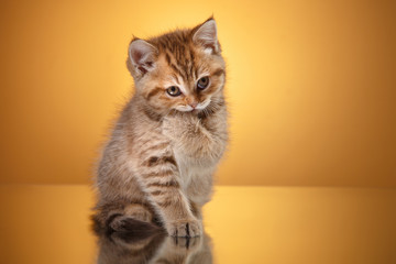 Scottish kitten, portrait kitten on a studio color background