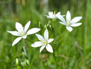 Ornithogalum is a genus of perennial plants mostly native to southern Europe and southern Africa