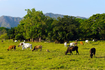 Extensive cattle farming