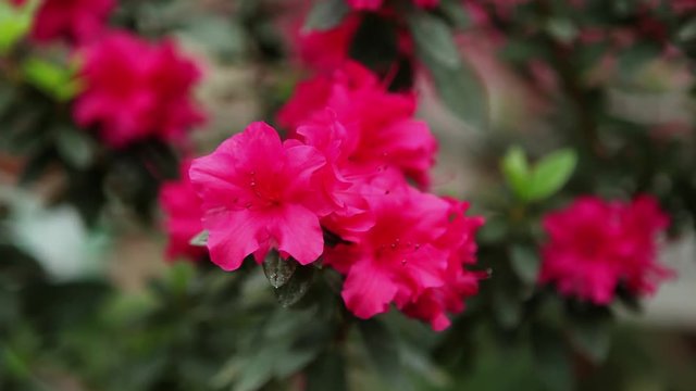 Azaleas Little Red Flower on a Thin Branch Change Focus Close up