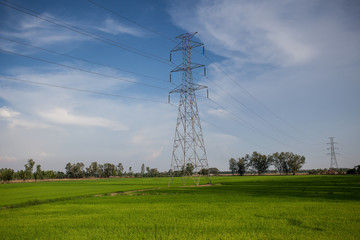Power line on rice farm