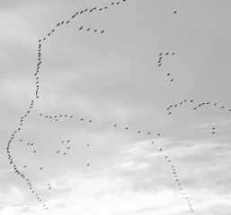 Entenvögel Formation im Frühjahr