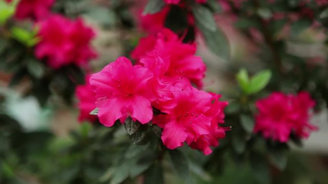 Azaleas Small Red Flower on a Thin Branch Focus Change Close up