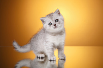 Scottish kitten, portrait kitten on a studio color background