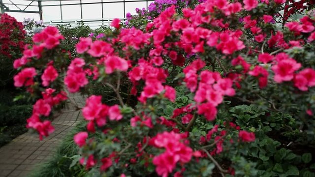 Woman Walks Past Large Bush of Pink Azalea Flowers in Greenhouse