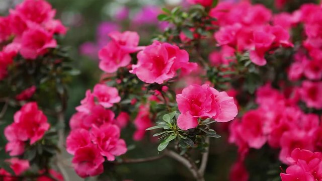 Leafed Branches Azaleas With Lot of Pink Flowers Focus Change