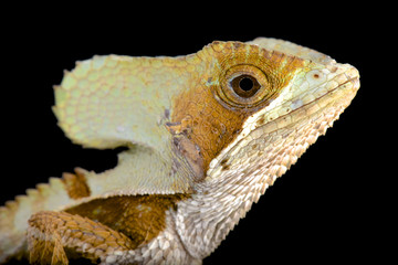 Casque-headed lizard (Corytophanes hernandezii) male