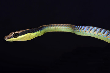 Painted bronzeback (Dendrelaphis pictus)