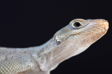 Madagascar blue iguana (Oplurus fierensis)