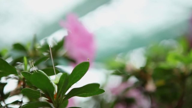 Lone Light Pink Azalea Flower Among Small Leaves Under Bright Light on Background of Roof of Greenhouse Focus Change