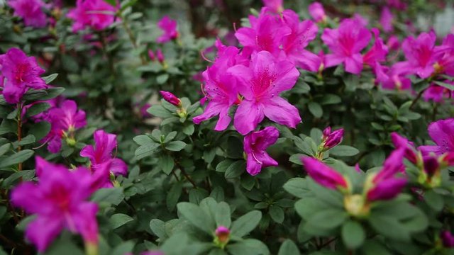 a Plurality of Light Pink Azalea Flowers on Green Carpet of Leaves