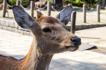 Closeup of a Sika deer