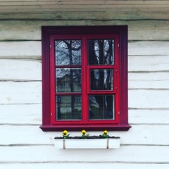 Obraz premium Yellow viole flower under red window