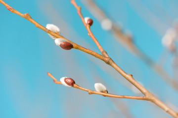 Beautiful pussy willow flowers branches on blue sky background