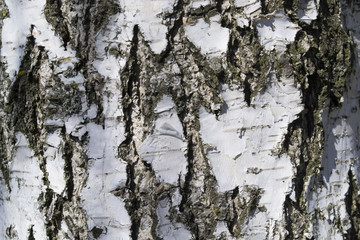 Background of birch bark
