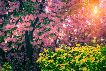 Obraz premium Majestically blossoming sakura trees.