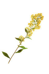 Pressed and dried goldenrod flower. Isolated