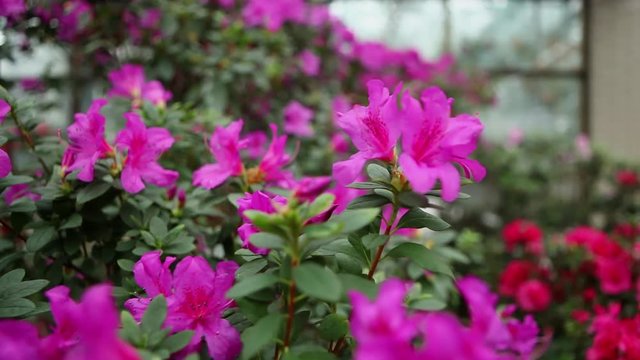 Azaleas Purple Flowers on Green Carpet of Leaves on Background of Greenhous Window