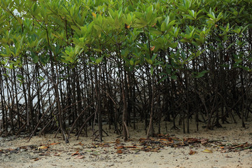 green mangroves growing in tropical seaside beach
