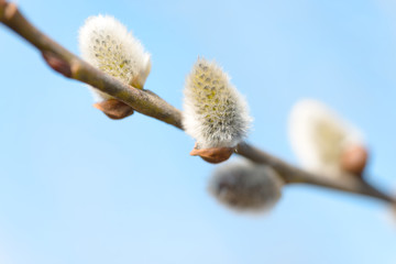Beautiful pussy willow flowers branches on blue sky background