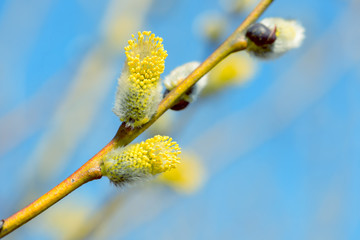 Beautiful pussy willow flowers branches on blue sky background