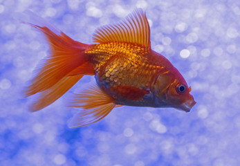 close up of golden fish in aquarium
