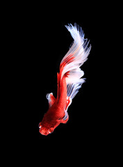 Red and white siamese fighting fish half moon , betta fish isola