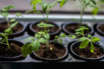 tomato sprouts in pots at home