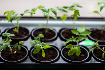 tomato sprouts in pots at home
