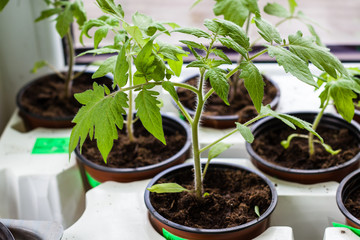 tomato sprouts in pots at home