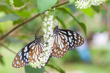 Fototapeta na wymiar Two butterflies on bouquet of white flowers