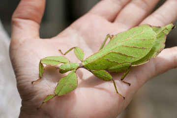 Gray's Leaf Insect on hand