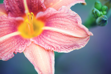 Fototapeta na wymiar Beautiful pink bloom of lily with delicate purple background
