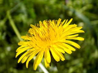 Dandelion on meadow in spring