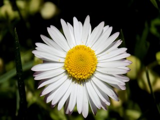 Fototapeta premium Daisy flower on meadow in spring