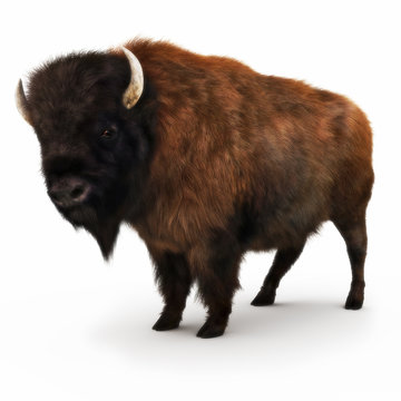 American Bison on a white background. 3d rendering