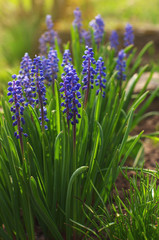 Spring background with flowers of blue Grape hyacinth. Purple blue spikes of muscari flowers in spring.