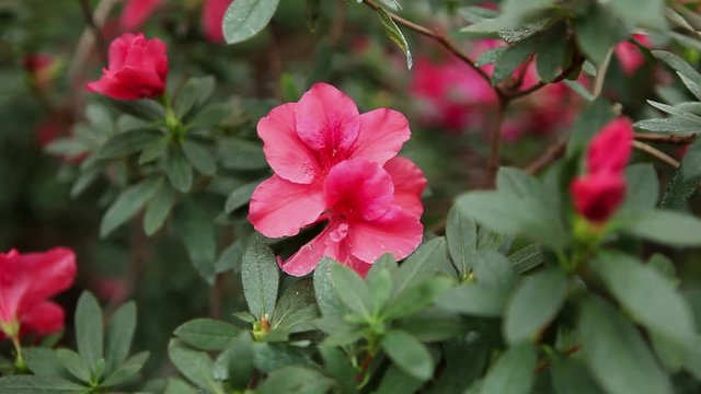 Small Pink Petals of Azaleas Flower Sway Among Leaves Close up