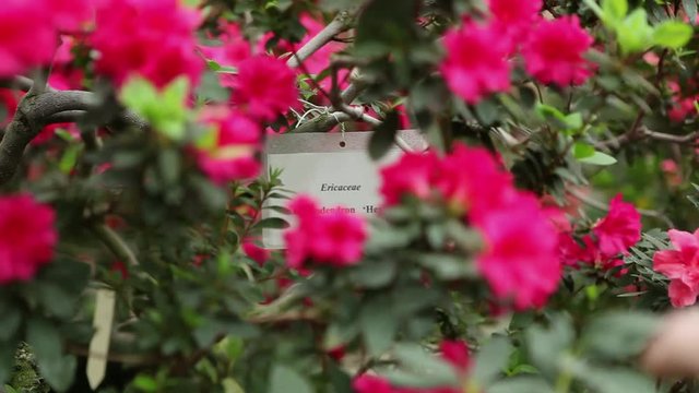 Hand Push a Branch With Red Flowers From Plate With Name of Azaleas