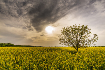 Fototapeta na wymiar Canola field and lonely tree profiled on stormy sky, in spring