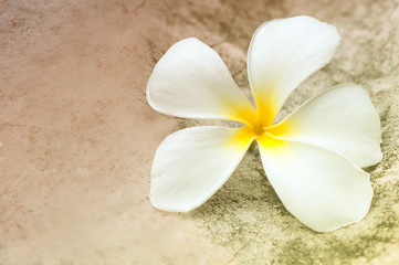 Plumeria on stone background with color effect