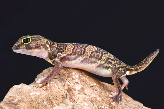 African clawed gecko (Holodactylus africanus)