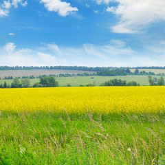 canola field and blue sky