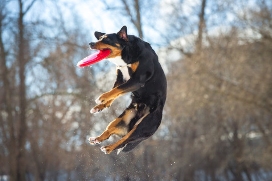 Frisbee Appenzeller Mountain dog with red flying disk