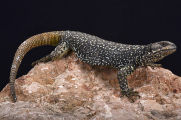 Naklejka na ściany i meble Roig's mountain lizard (Phymaturus roigorum)