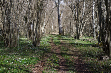 Tracks in a deciduous forest at spring