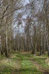 Trail through the woods at spring