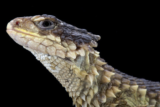 Sungazer (Smaug giganteus)