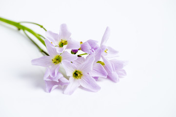 Obraz premium Meadow foam isolated over white