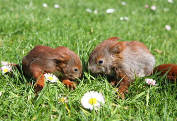 junge Eichhörnchen